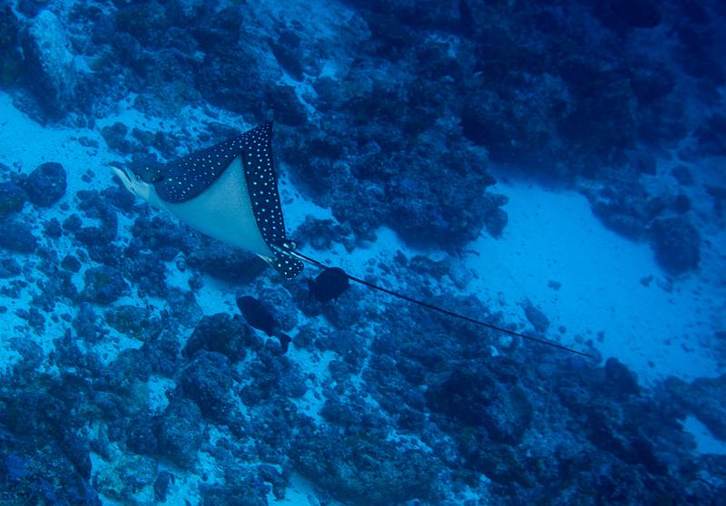 PF Rangiroa passe Tiputa 22 octobre 2012_17.jpg